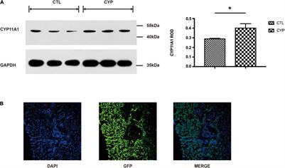 Autism-Like Behavior in the Offspring of CYP11A1-Overexpressing Pregnant Rats